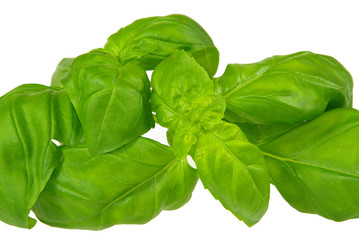 Basilikum - basil 07