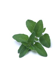 Oregano