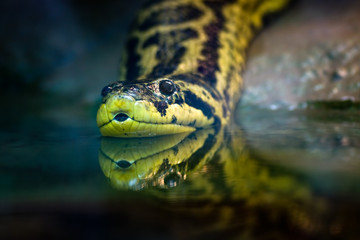 Yellow anaconda