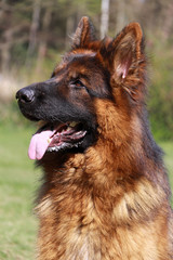 deutscher schäferhund