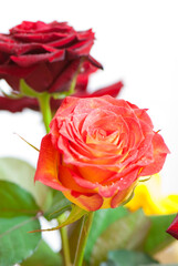 rose