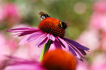 two bees on the flower