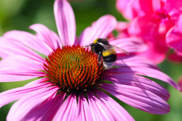 bee on the flower