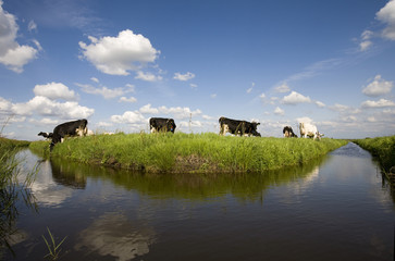 Dutch cows