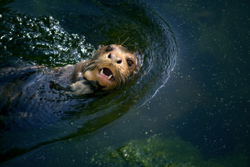 loutre