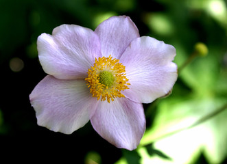 Fototapeta premium Windröschen