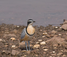 Egyptian Plover in The Gambia