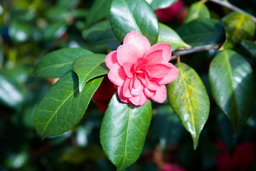 Closeup of blooming pink camelia
