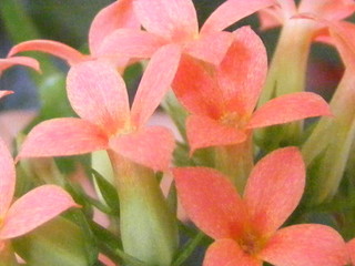 Fototapeta premium the red florescence