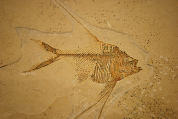 Fossile © Paolo Goglio