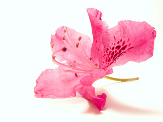 Pink flower on white background