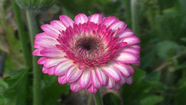 flor