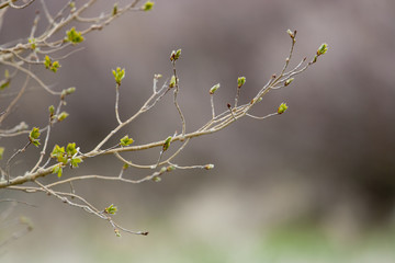 Aspen Branch Buds