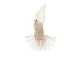 flying pigeon