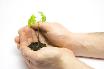 Man holding a new maple tree