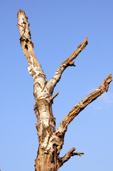 Baum