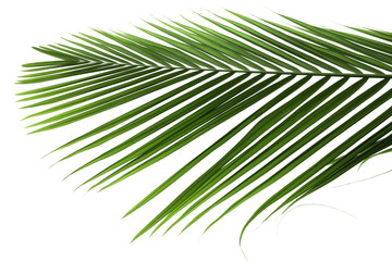 Obraz premium palme verte sur un fond blanc