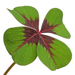 un trèfle à quatre feuilles sur un fond blanc © Unclesam