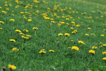 Dandelions