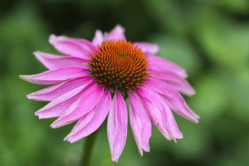 Fototapeta premium Pink daisy.