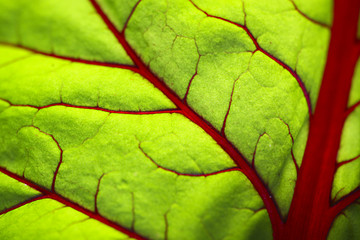 Macro leaf.