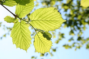 Green sheet