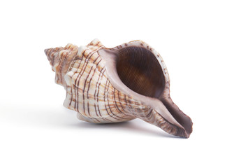 cockleshell on white background