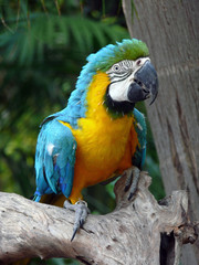 macaw