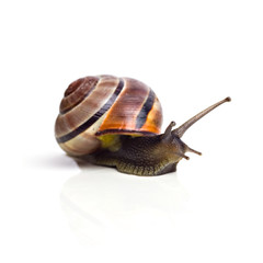 snail