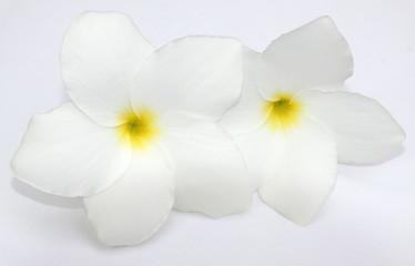 duo de fleurs blanches de frangipanier sur feuille blanche
