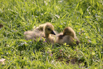 junge gänse