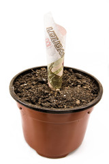 Monetary sprout