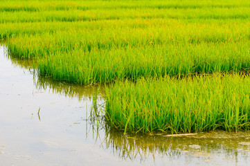rice field