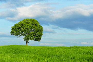 Fototapeta na wymiar Landscape with Tree