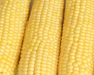 corn