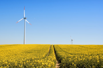 wind turbines standing in a field of yellow rape-seed