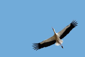 Obraz premium flying stork