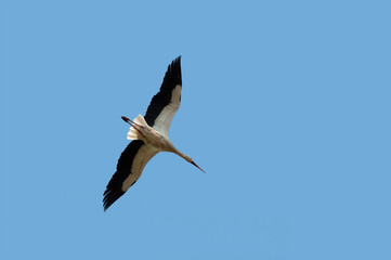 Fototapeta na wymiar flying stork