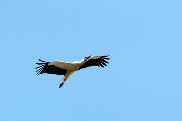 flying stork