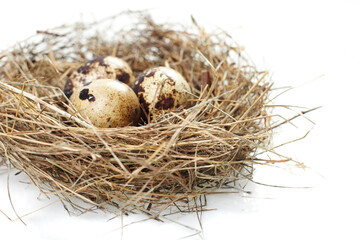 Naklejka na ściany i meble egg in a real nest