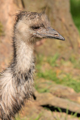 Emu-Portr&auml;t