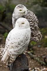 Snowy owls - 13908776