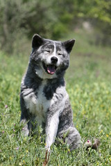 akita inu bringé assis de face dans l'herbe
