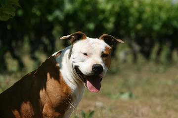 portrait d'un bel amstaff fauve et blanc nous regardant