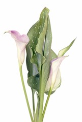 calla with pink flowers