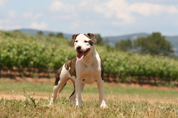 amstaff bring&eacute; et blanc en entier dehors en &eacute;t&eacute; tirant la langue