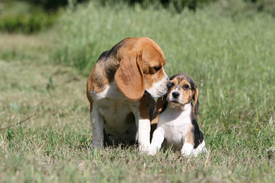 tendresse d'une chienne beagle envers son petit