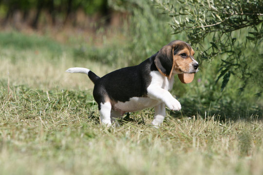 rigolo chiot beagle tricolore en marche à la campagne