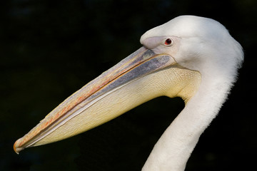 White Pelican Close Up Portrait on Black Background