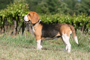 joli beagle tricolore de profil devant les vignobles © Dogs